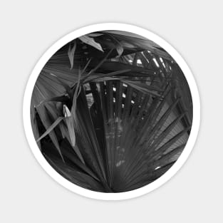 Noir Palm tree - black and white - nature photography Magnet